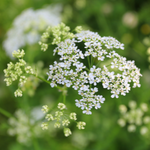 Photo of white wildflowers in a green field.