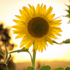 Photo of a sunflower, backlit by a summer sunset