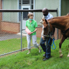 Sister Mary Bader with Piscataway Stables trainer and pony walking outside of St. Ann's Center