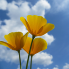 yellow flowers against a blue sky with white clouds