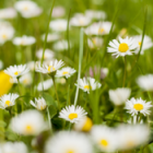 Photo of daisies in a green field.